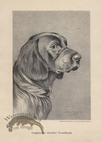 1890s Dogs 31